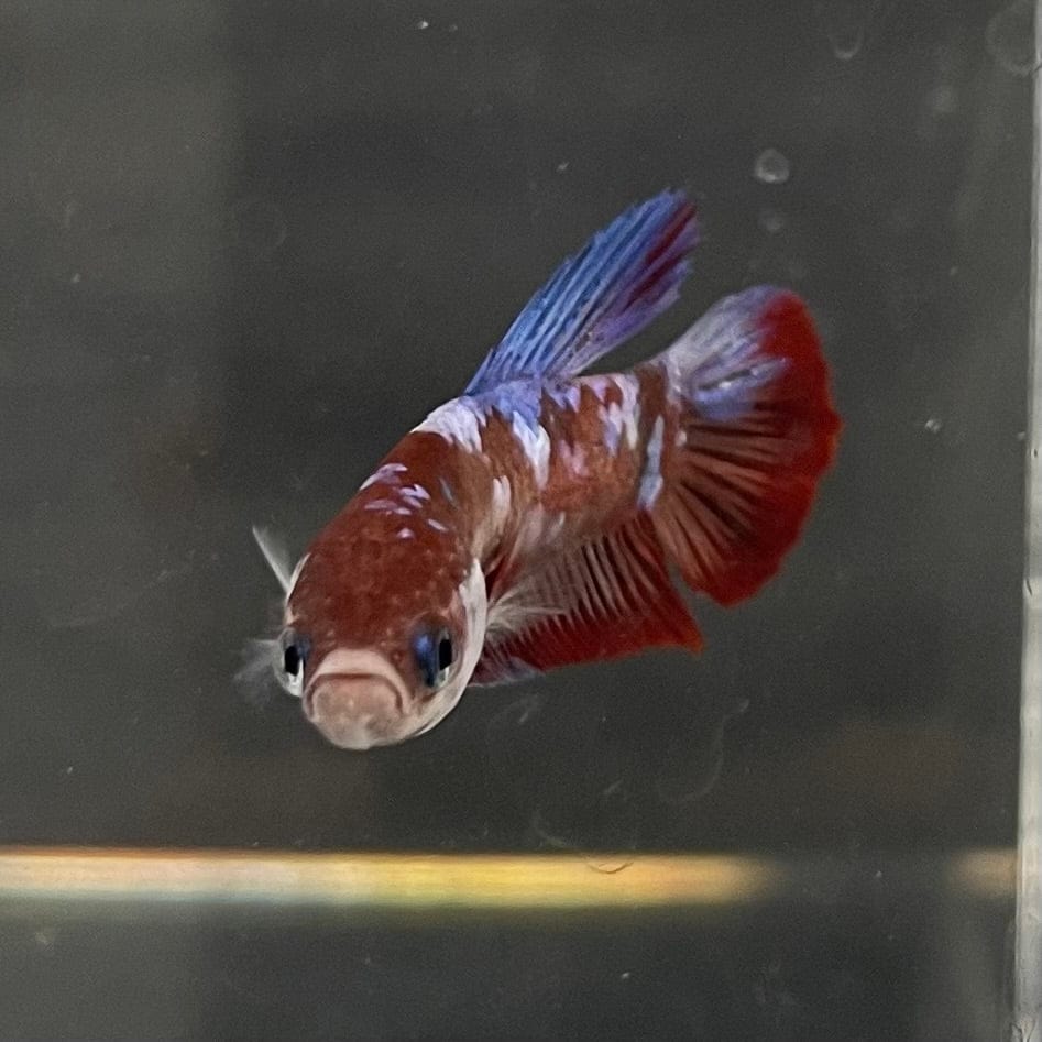 the-fish-farm Premium Male Betta Galaxy Koi Premium Male Betta - One Only - 9 Find a range of Galaxy Koi Male Bettas at The Fish Farm Australia