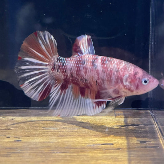 the-fish-farm Premium Male Betta Giant Plakat Multi-Coloured Male Betta - One Only - 1 Buy this Giant Plakat Multi-Coloured Male Betta - One Only - 1 in Australia