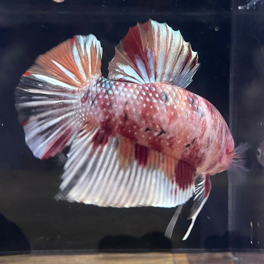the-fish-farm Premium Male Betta Giant Plakat Multi-Coloured Male Betta - One Only - 1 Buy this Giant Plakat Multi-Coloured Male Betta - One Only - 1 in Australia