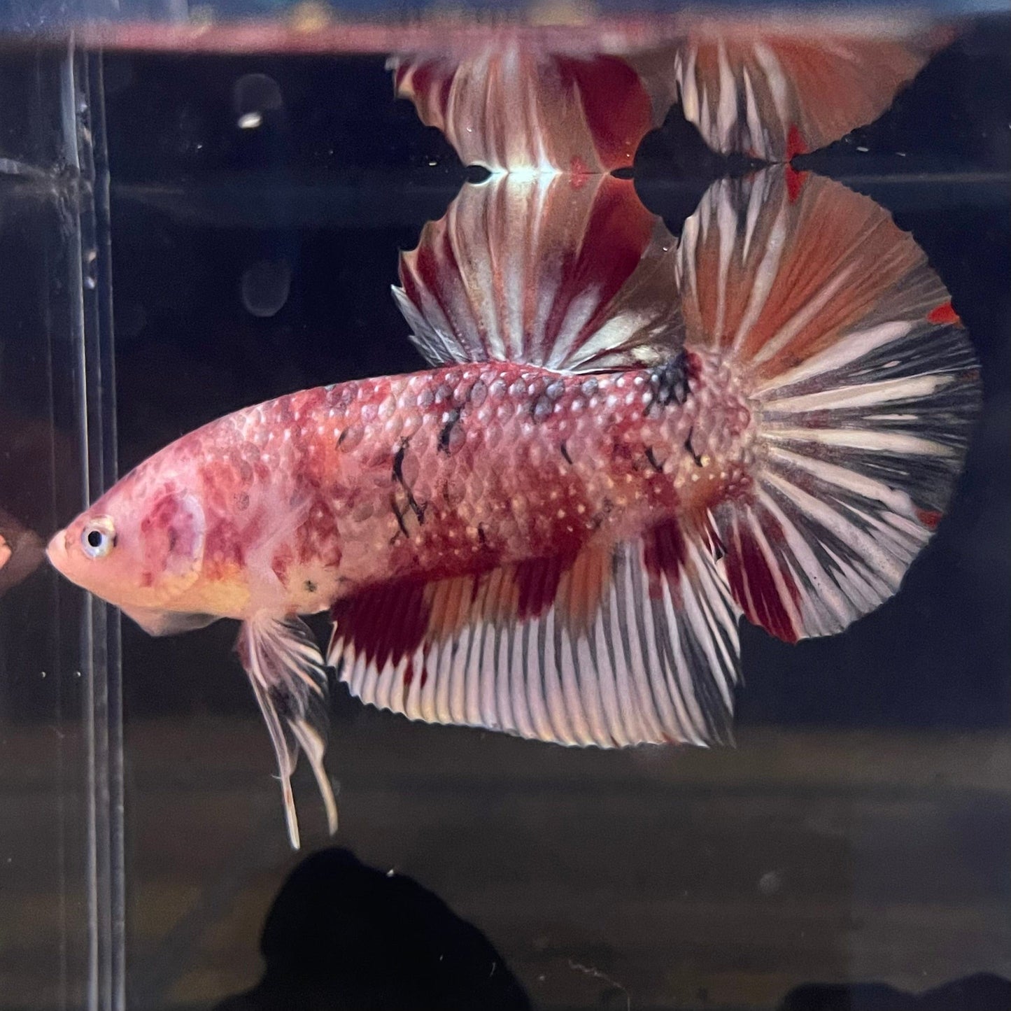 the-fish-farm Premium Male Betta Giant Plakat Multi-Coloured Male Betta - One Only - 1 Buy this Giant Plakat Multi-Coloured Male Betta - One Only - 1 in Australia