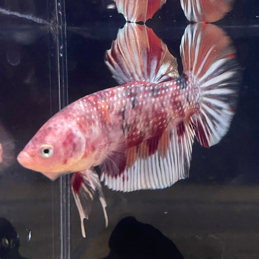 the-fish-farm Premium Male Betta Giant Plakat Multi-Coloured Male Betta - One Only - 1 Buy this Giant Plakat Multi-Coloured Male Betta - One Only - 1 in Australia