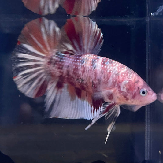 the-fish-farm Premium Male Betta Giant Plakat Multi-Coloured Male Betta - One Only - 1 Buy this Giant Plakat Multi-Coloured Male Betta - One Only - 1 in Australia