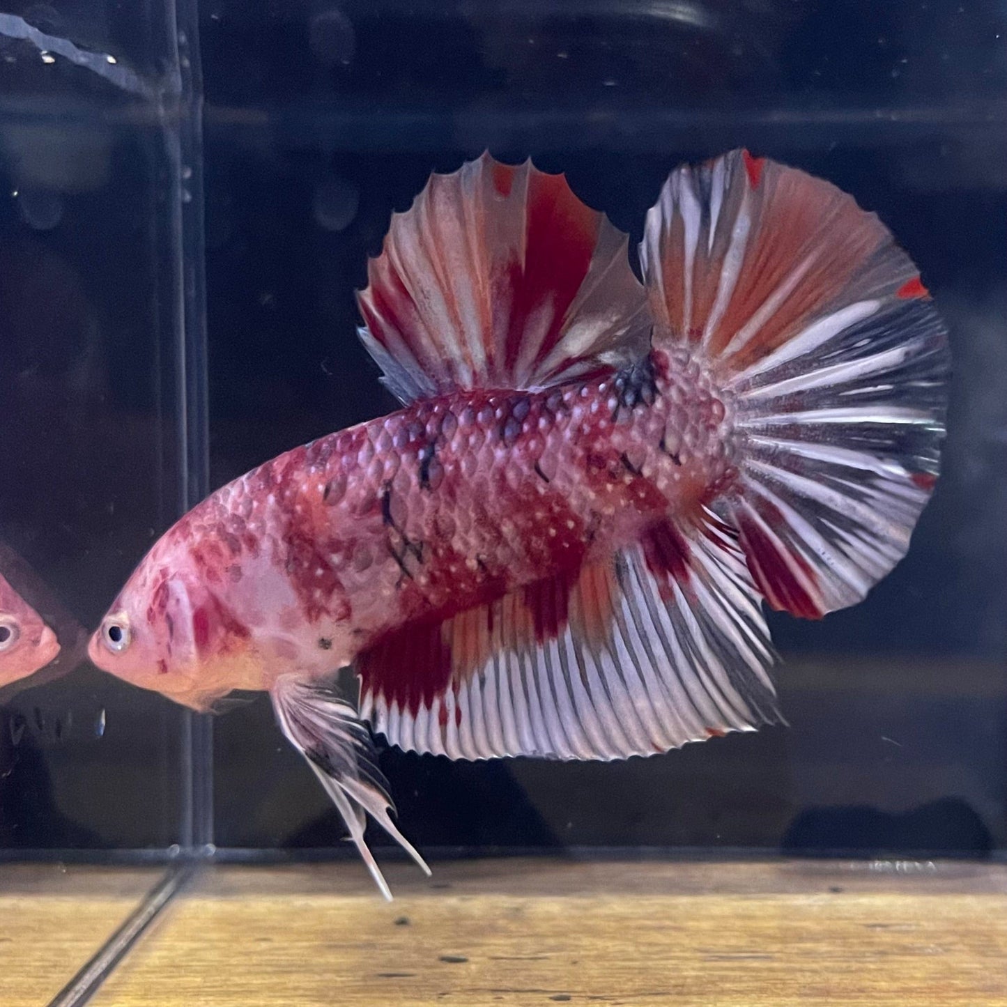 the-fish-farm Premium Male Betta Giant Plakat Multi-Coloured Male Betta - One Only - 1 Buy this Giant Plakat Multi-Coloured Male Betta - One Only - 1 in Australia
