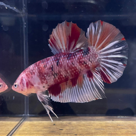 the-fish-farm Premium Male Betta Giant Plakat Multi-Coloured Male Betta - One Only - 1 Buy this Giant Plakat Multi-Coloured Male Betta - One Only - 1 in Australia