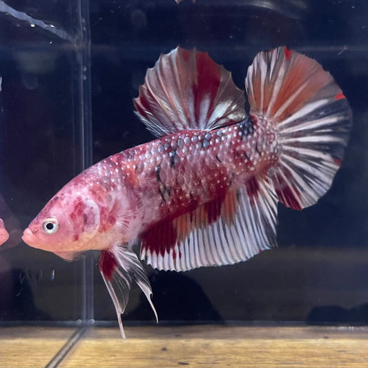 the-fish-farm Premium Male Betta Giant Plakat Multi-Coloured Male Betta - One Only - 1 Buy this Giant Plakat Multi-Coloured Male Betta - One Only - 1 in Australia