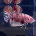 the-fish-farm Premium Male Betta Giant Plakat Multi-Coloured Male Betta - One Only - 1 Buy this Giant Plakat Multi-Coloured Male Betta - One Only - 1 in Australia