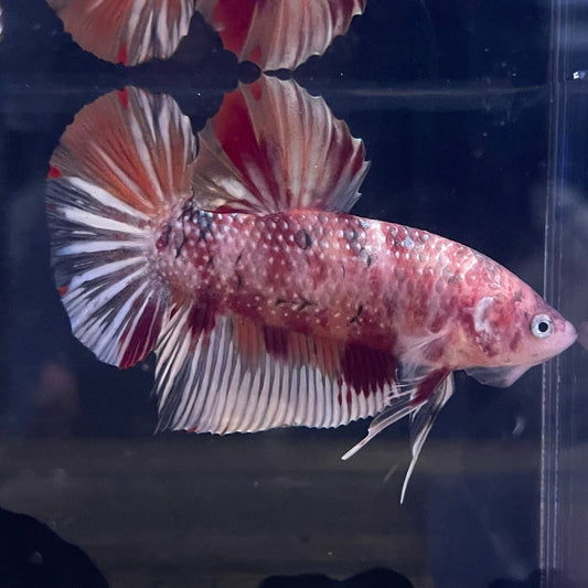 the-fish-farm Premium Male Betta Giant Plakat Multi-Coloured Male Betta - One Only - 1 Buy this Giant Plakat Multi-Coloured Male Betta - One Only - 1 in Australia