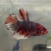 the-fish-farm Premium Male Betta Giant Plakat Multi-Coloured Male Betta - One Only - 1 Buy this Giant Plakat Multi-Coloured Male Betta - One Only - 1 in Australia