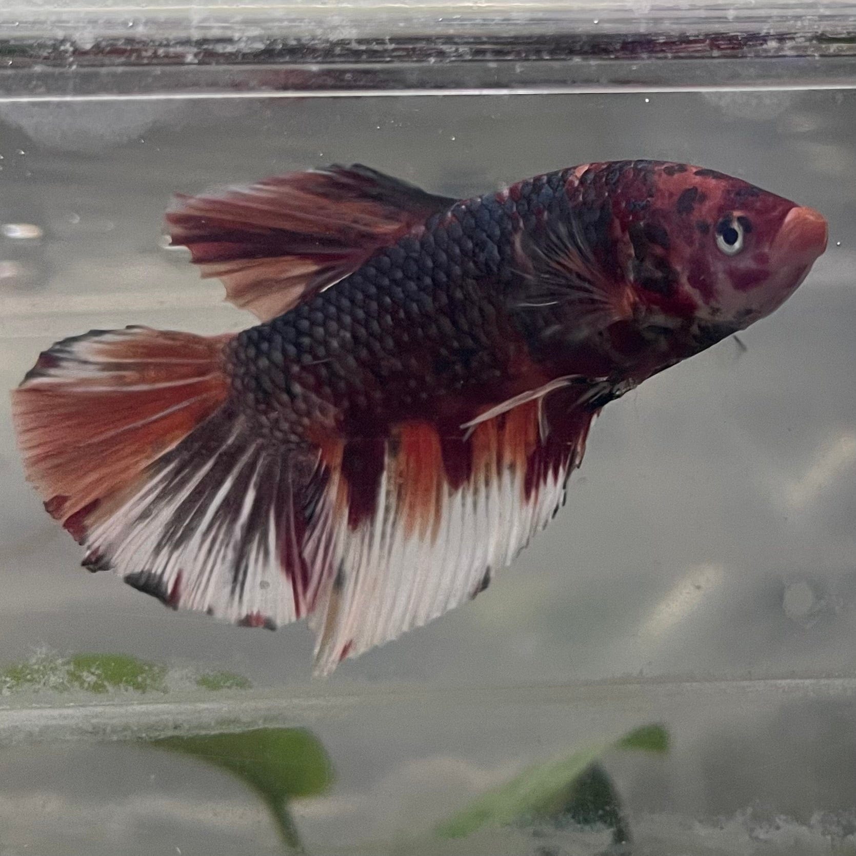 the-fish-farm Premium Male Betta Giant Plakat Multi-Coloured Male Betta - One Only - 1 Buy this Giant Plakat Multi-Coloured Male Betta - One Only - 1 in Australia