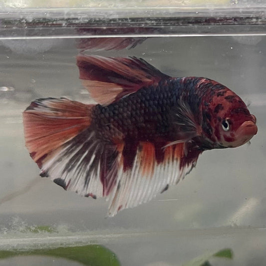 the-fish-farm Premium Male Betta Giant Plakat Multi-Coloured Male Betta - One Only - 1 Buy this Giant Plakat Multi-Coloured Male Betta - One Only - 1 in Australia