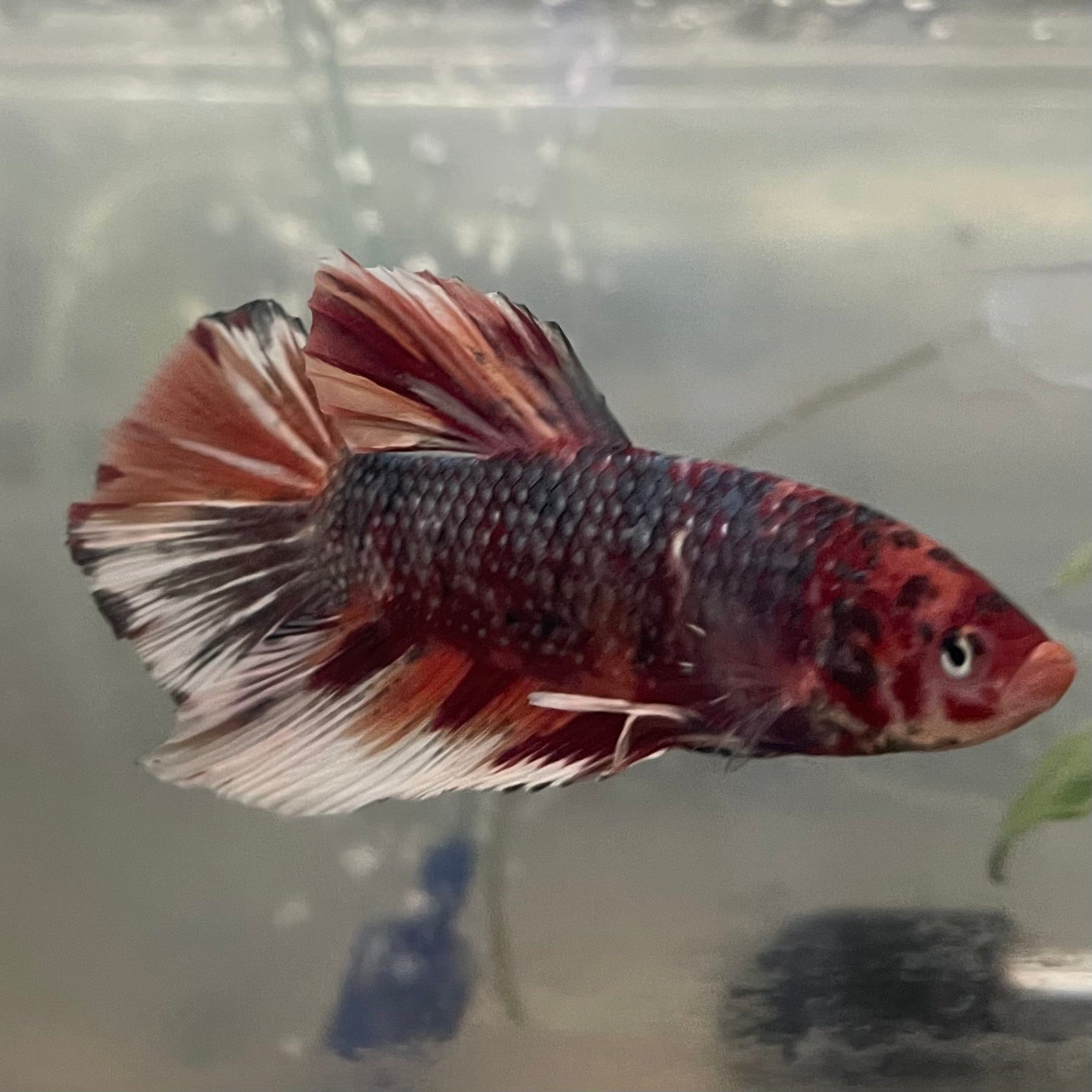 the-fish-farm Premium Male Betta Giant Plakat Multi-Coloured Male Betta - One Only - 1 Buy this Giant Plakat Multi-Coloured Male Betta - One Only - 1 in Australia