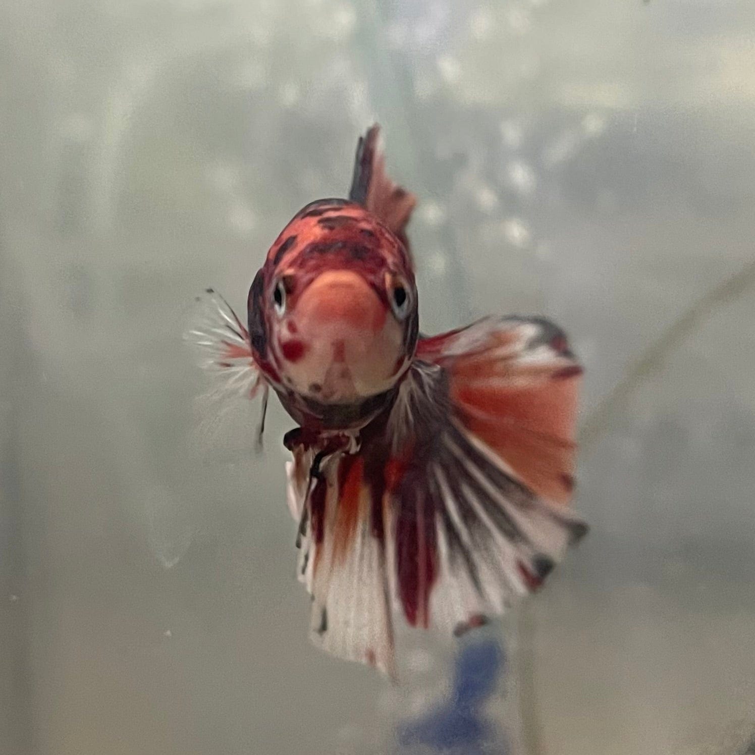 the-fish-farm Premium Male Betta Giant Plakat Multi-Coloured Male Betta - One Only - 1 Buy this Giant Plakat Multi-Coloured Male Betta - One Only - 1 in Australia