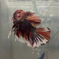 the-fish-farm Premium Male Betta Giant Plakat Multi-Coloured Male Betta - One Only - 1 Buy this Giant Plakat Multi-Coloured Male Betta - One Only - 1 in Australia