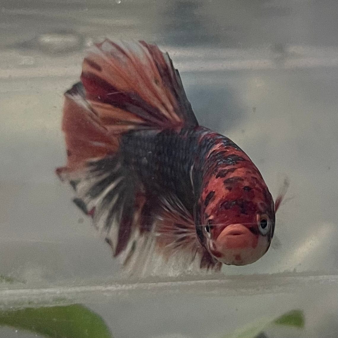 the-fish-farm Premium Male Betta Giant Plakat Multi-Coloured Male Betta - One Only - 1 Buy this Giant Plakat Multi-Coloured Male Betta - One Only - 1 in Australia