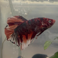 the-fish-farm Premium Male Betta Giant Plakat Multi-Coloured Male Betta - One Only - 1 Buy this Giant Plakat Multi-Coloured Male Betta - One Only - 1 in Australia