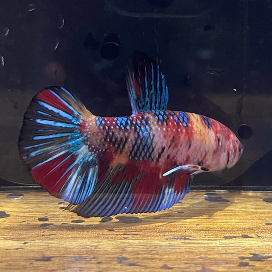 the-fish-farm Premium Male Betta Giant Plakat Multi-Coloured Male Betta - One Only - 10 Buy this Giant Plakat Multi-Coloured Male Betta - One Only - 1 in Australia