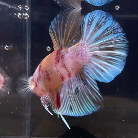 the-fish-farm Premium Male Betta Giant Plakat Multi-Coloured Male Betta - One Only - 2 Buy this Giant Plakat Multi-Coloured Male Betta - One Only - 1 in Australia