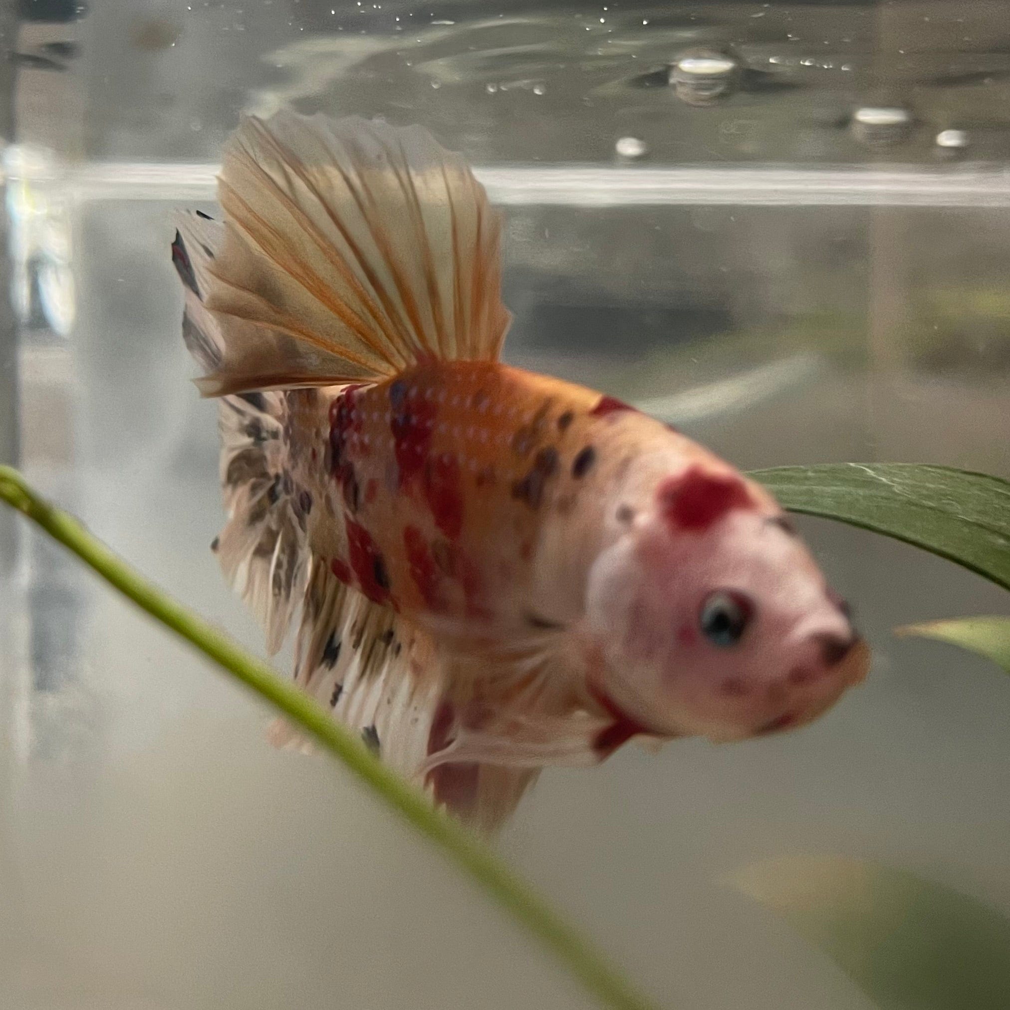 the-fish-farm Premium Male Betta Giant Plakat Multi-Coloured Male Betta - One Only - 2 Buy this Giant Plakat Multi-Coloured Male Betta - One Only - 2 in Australia