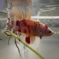 the-fish-farm Premium Male Betta Giant Plakat Multi-Coloured Male Betta - One Only - 2 Buy this Giant Plakat Multi-Coloured Male Betta - One Only - 2 in Australia