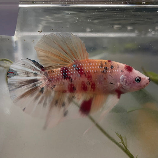 the-fish-farm Premium Male Betta Giant Plakat Multi-Coloured Male Betta - One Only - 2 Buy this Giant Plakat Multi-Coloured Male Betta - One Only - 2 in Australia