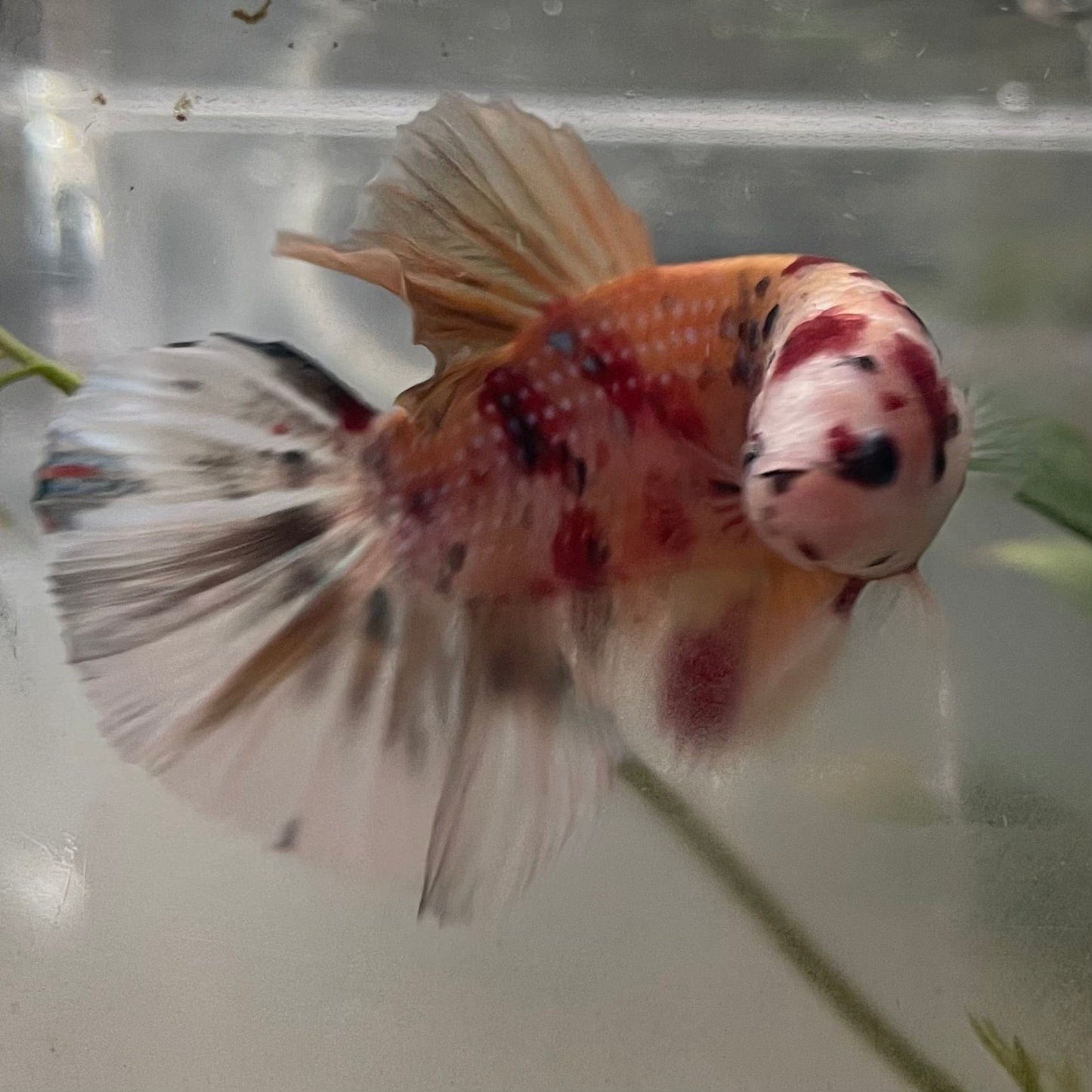 the-fish-farm Premium Male Betta Giant Plakat Multi-Coloured Male Betta - One Only - 2 Buy this Giant Plakat Multi-Coloured Male Betta - One Only - 2 in Australia