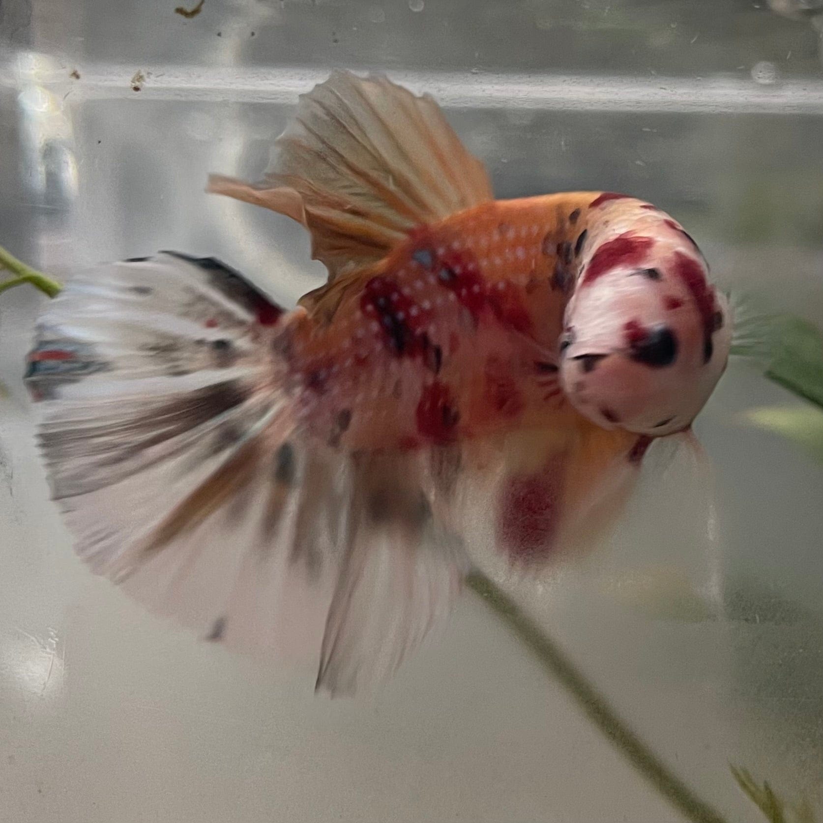 the-fish-farm Premium Male Betta Giant Plakat Multi-Coloured Male Betta - One Only - 2 Buy this Giant Plakat Multi-Coloured Male Betta - One Only - 2 in Australia