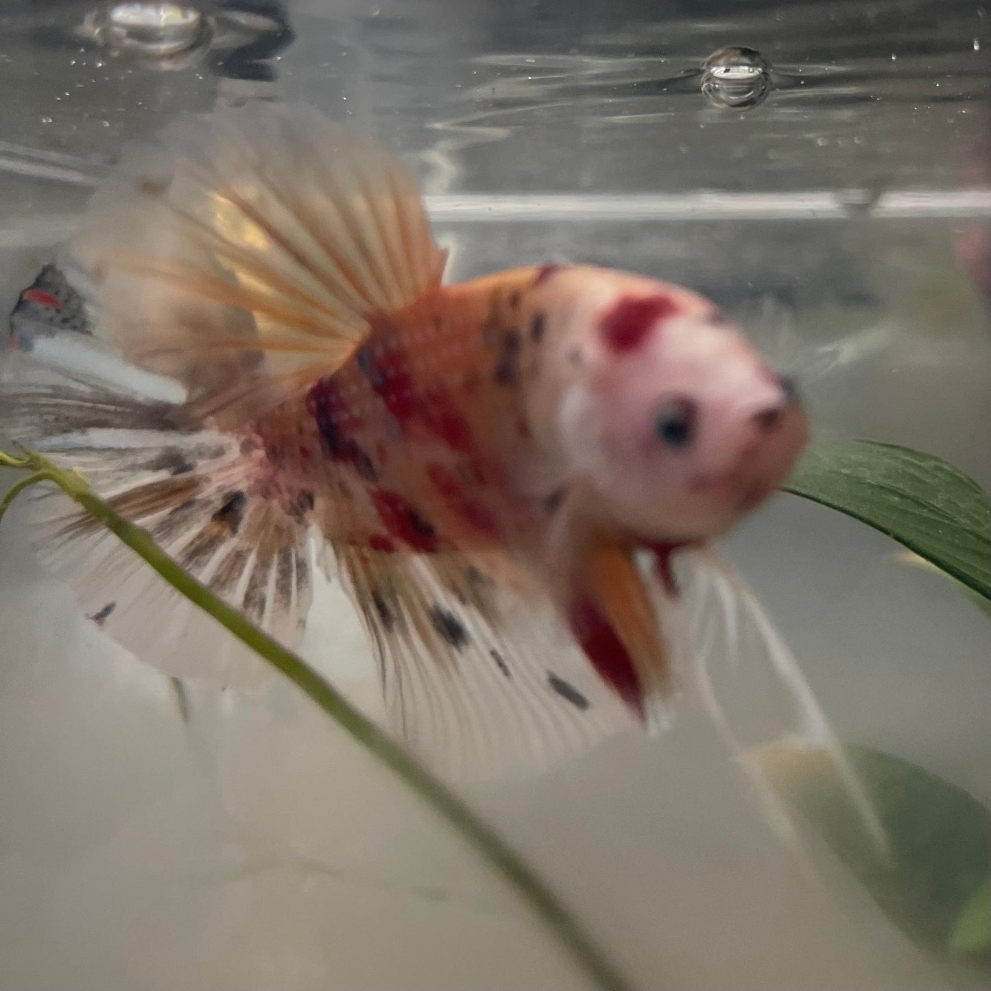 the-fish-farm Premium Male Betta Giant Plakat Multi-Coloured Male Betta - One Only - 2 Buy this Giant Plakat Multi-Coloured Male Betta - One Only - 2 in Australia