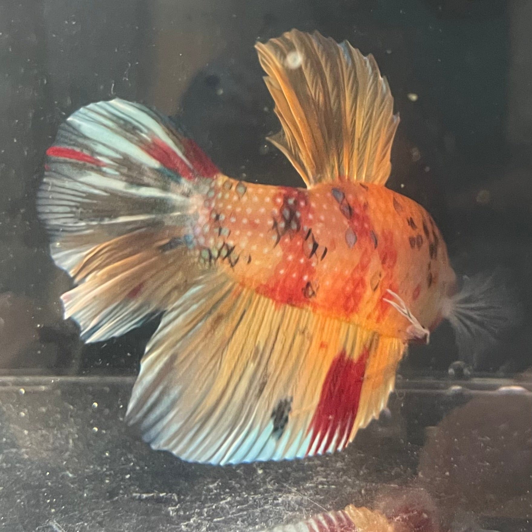 the-fish-farm Premium Male Betta Giant Plakat Multi-Coloured Male Betta - One Only - 2 Buy this Giant Plakat Multi-Coloured Male Betta - One Only - 2 in Australia