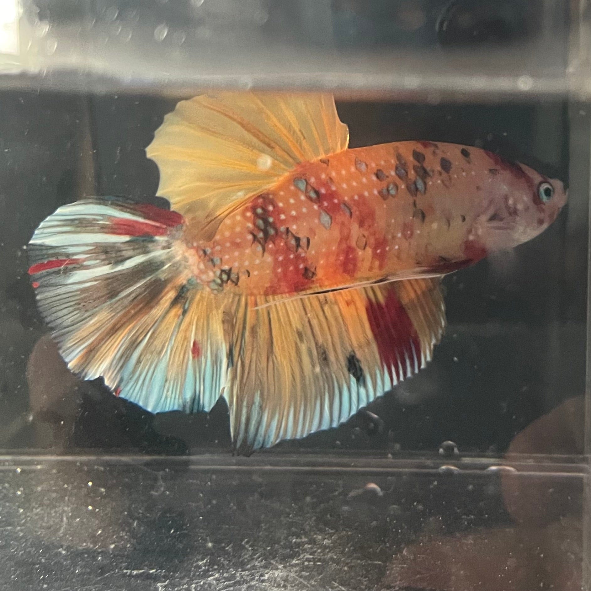 the-fish-farm Premium Male Betta Giant Plakat Multi-Coloured Male Betta - One Only - 2 Buy this Giant Plakat Multi-Coloured Male Betta - One Only - 2 in Australia
