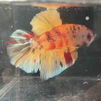 the-fish-farm Premium Male Betta Giant Plakat Multi-Coloured Male Betta - One Only - 2 Buy this Giant Plakat Multi-Coloured Male Betta - One Only - 2 in Australia