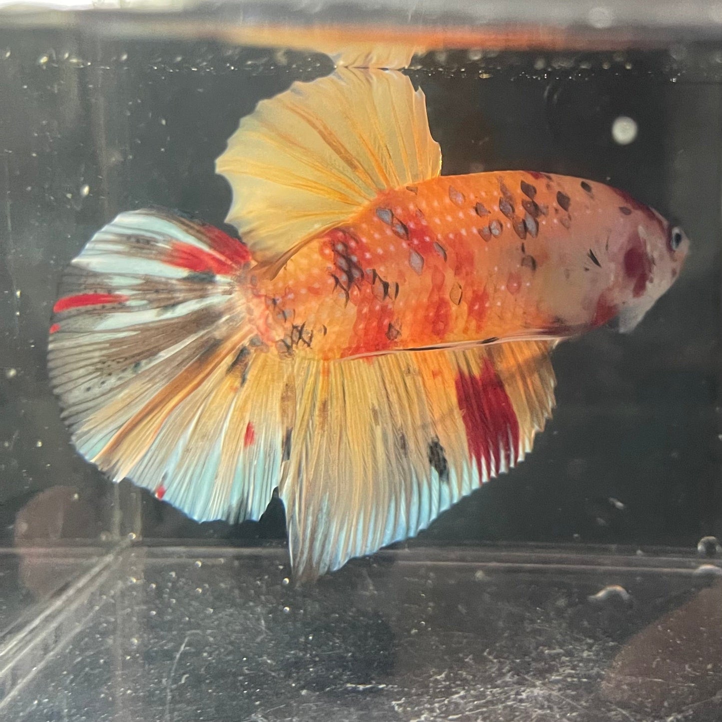 the-fish-farm Premium Male Betta Giant Plakat Multi-Coloured Male Betta - One Only - 2 Buy this Giant Plakat Multi-Coloured Male Betta - One Only - 2 in Australia