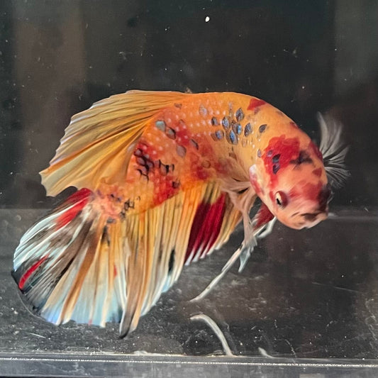 the-fish-farm Premium Male Betta Giant Plakat Multi-Coloured Male Betta - One Only - 2 Buy this Giant Plakat Multi-Coloured Male Betta - One Only - 2 in Australia