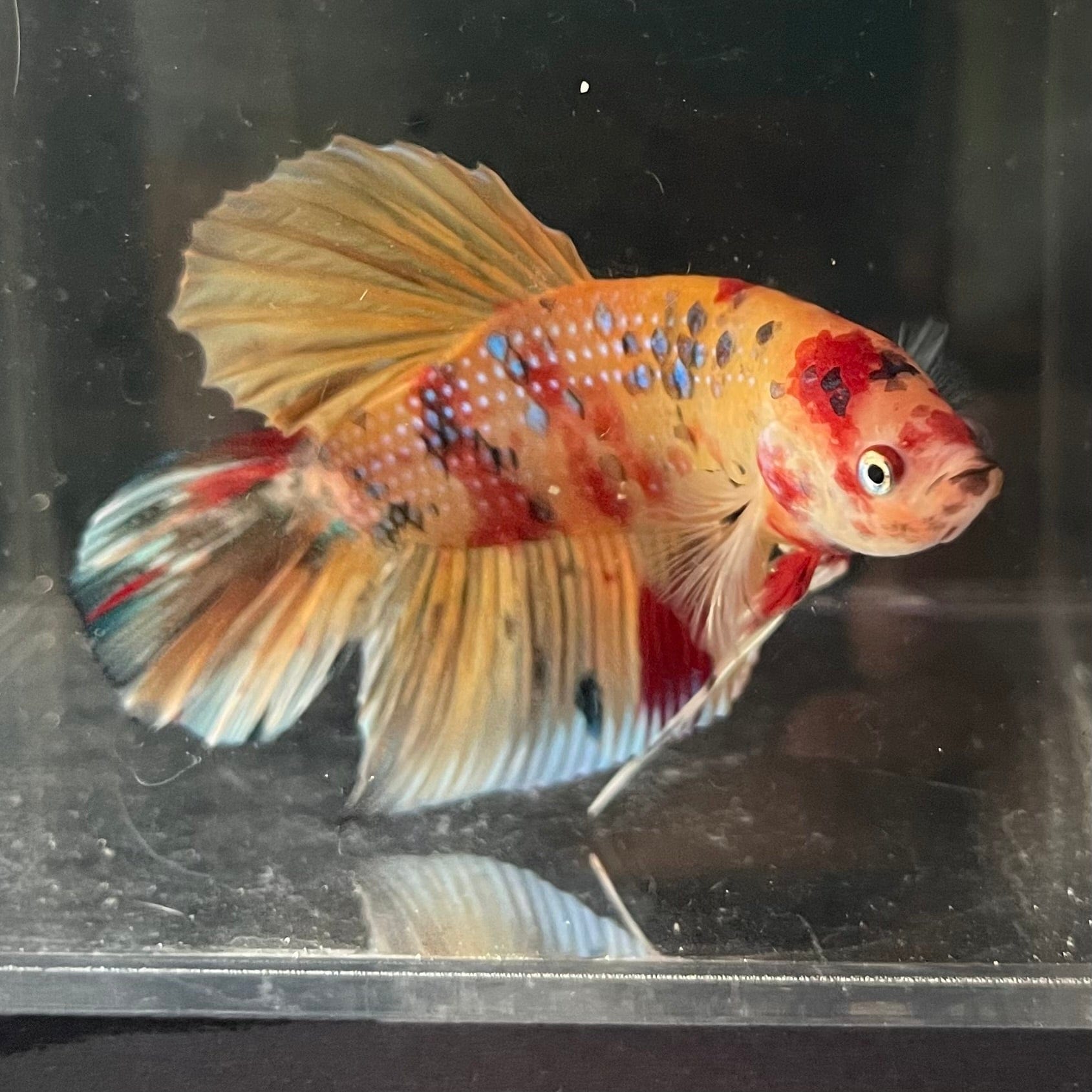 the-fish-farm Premium Male Betta Giant Plakat Multi-Coloured Male Betta - One Only - 2 Buy this Giant Plakat Multi-Coloured Male Betta - One Only - 2 in Australia