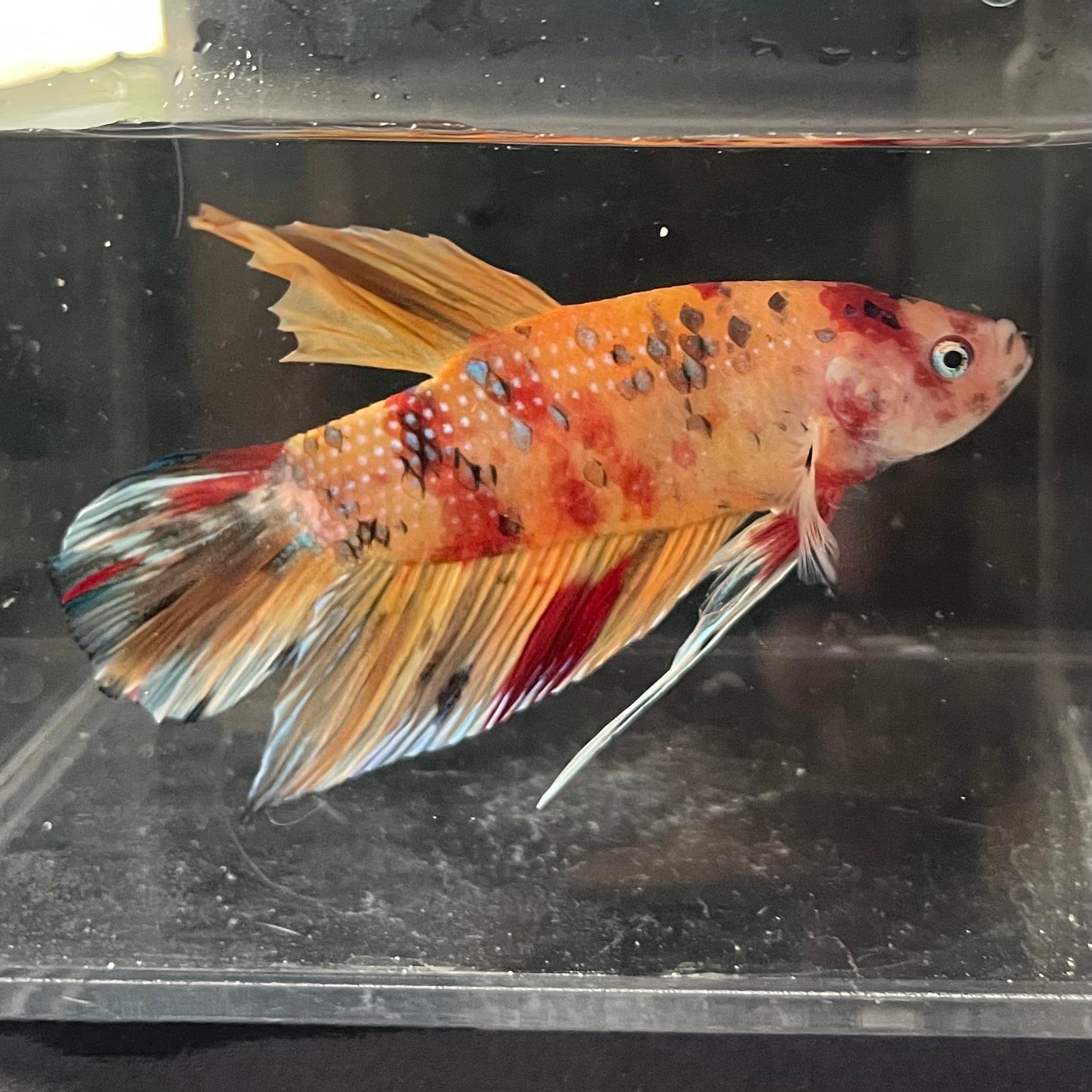 the-fish-farm Premium Male Betta Giant Plakat Multi-Coloured Male Betta - One Only - 2 Buy this Giant Plakat Multi-Coloured Male Betta - One Only - 2 in Australia