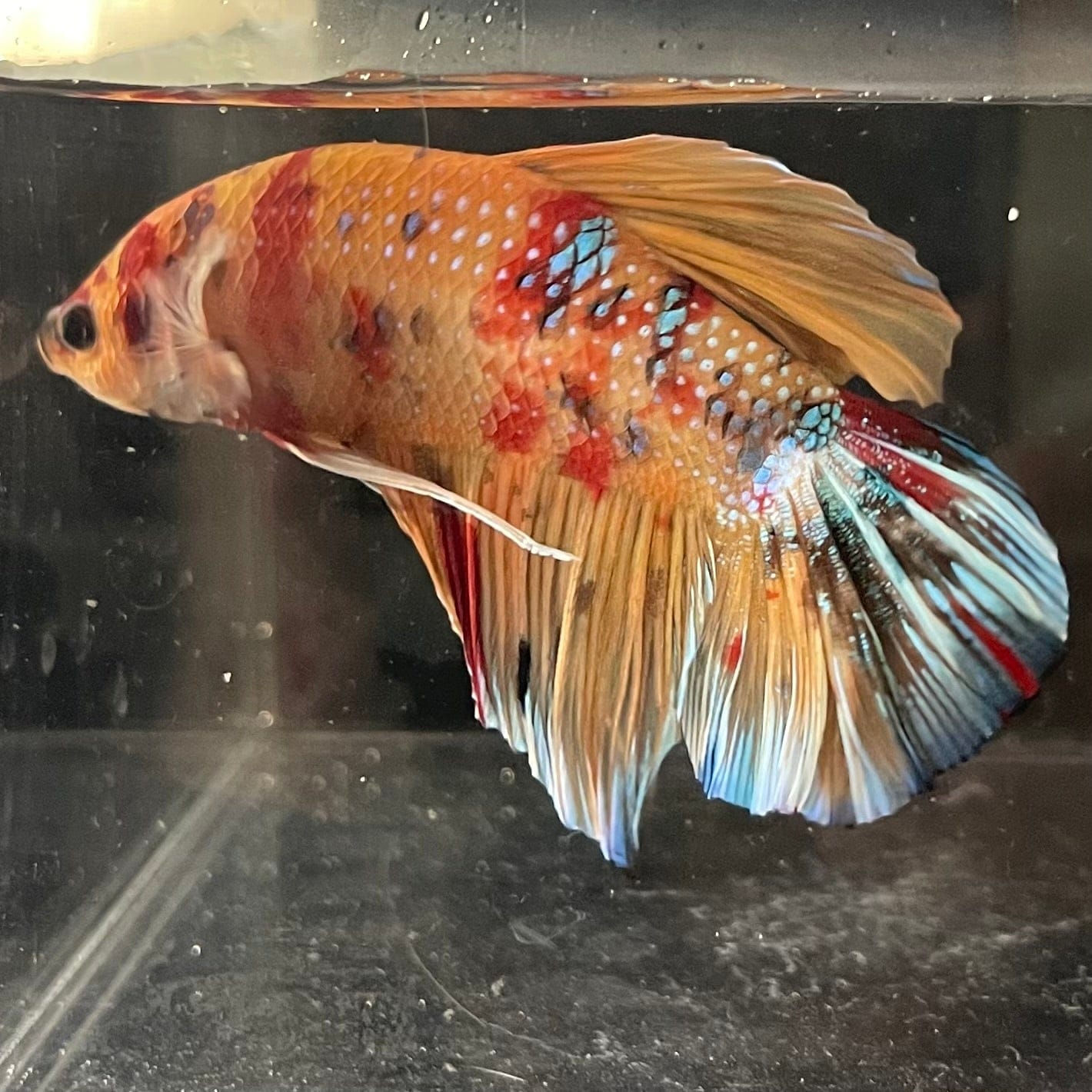 the-fish-farm Premium Male Betta Giant Plakat Multi-Coloured Male Betta - One Only - 2 Buy this Giant Plakat Multi-Coloured Male Betta - One Only - 2 in Australia
