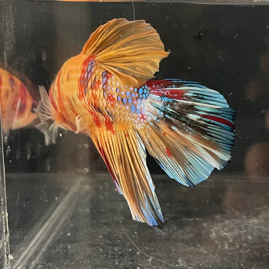 the-fish-farm Premium Male Betta Giant Plakat Multi-Coloured Male Betta - One Only - 2 Buy this Giant Plakat Multi-Coloured Male Betta - One Only - 2 in Australia