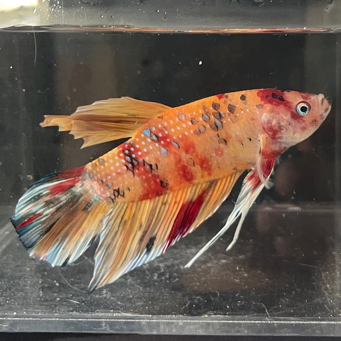 the-fish-farm Premium Male Betta Giant Plakat Multi-Coloured Male Betta - One Only - 2 Buy this Giant Plakat Multi-Coloured Male Betta - One Only - 2 in Australia