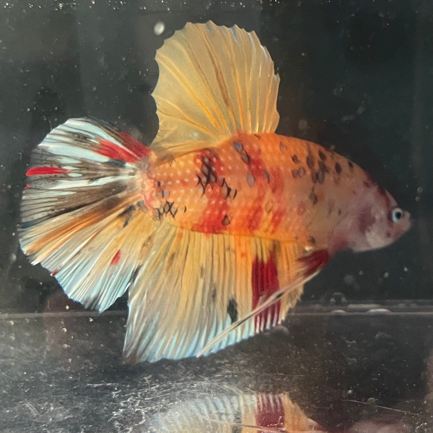 the-fish-farm Premium Male Betta Giant Plakat Multi-Coloured Male Betta - One Only - 2 Buy this Giant Plakat Multi-Coloured Male Betta - One Only - 2 in Australia