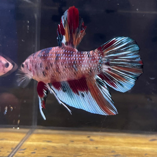 the-fish-farm Premium Male Betta Giant Plakat Multi-Coloured Male Betta - One Only - 4 Buy this Giant Plakat Multi-Coloured Male Betta - One Only - 1 in Australia
