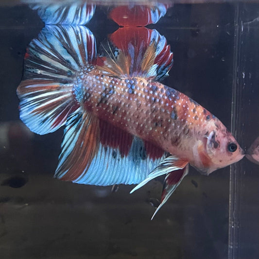 the-fish-farm Premium Male Betta Giant Plakat Multi-Coloured Male Betta - One Only - 4 Buy this Giant Plakat Multi-Coloured Male Betta - One Only - 1 in Australia