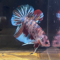 the-fish-farm Premium Male Betta Giant Plakat Multi-Coloured Male Betta - One Only - 4 Buy this Giant Plakat Multi-Coloured Male Betta - One Only - 1 in Australia