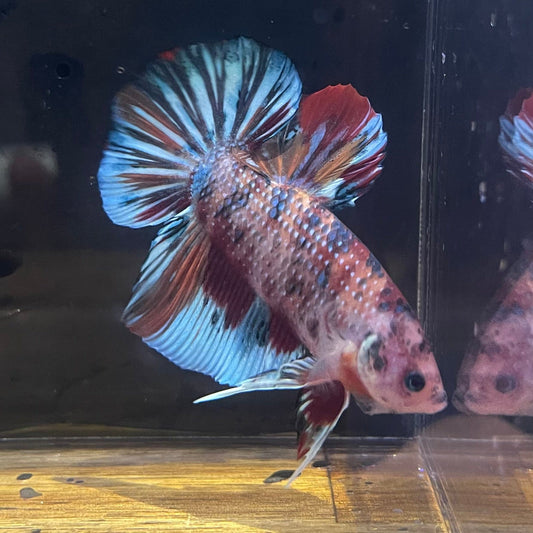 the-fish-farm Premium Male Betta Giant Plakat Multi-Coloured Male Betta - One Only - 4 Buy this Giant Plakat Multi-Coloured Male Betta - One Only - 1 in Australia
