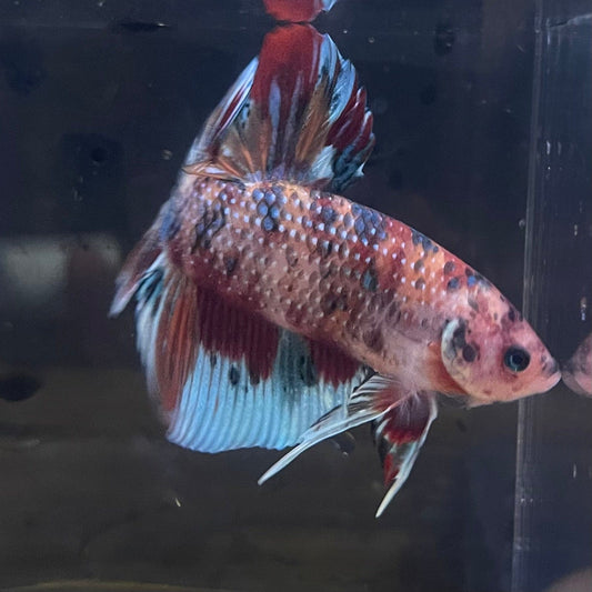 the-fish-farm Premium Male Betta Giant Plakat Multi-Coloured Male Betta - One Only - 4 Buy this Giant Plakat Multi-Coloured Male Betta - One Only - 1 in Australia