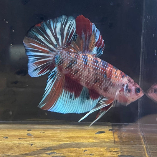 the-fish-farm Premium Male Betta Giant Plakat Multi-Coloured Male Betta - One Only - 4 Buy this Giant Plakat Multi-Coloured Male Betta - One Only - 1 in Australia