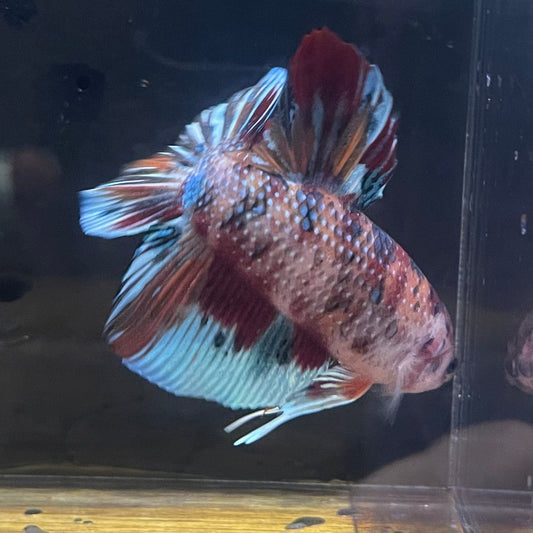 the-fish-farm Premium Male Betta Giant Plakat Multi-Coloured Male Betta - One Only - 4 Buy this Giant Plakat Multi-Coloured Male Betta - One Only - 1 in Australia