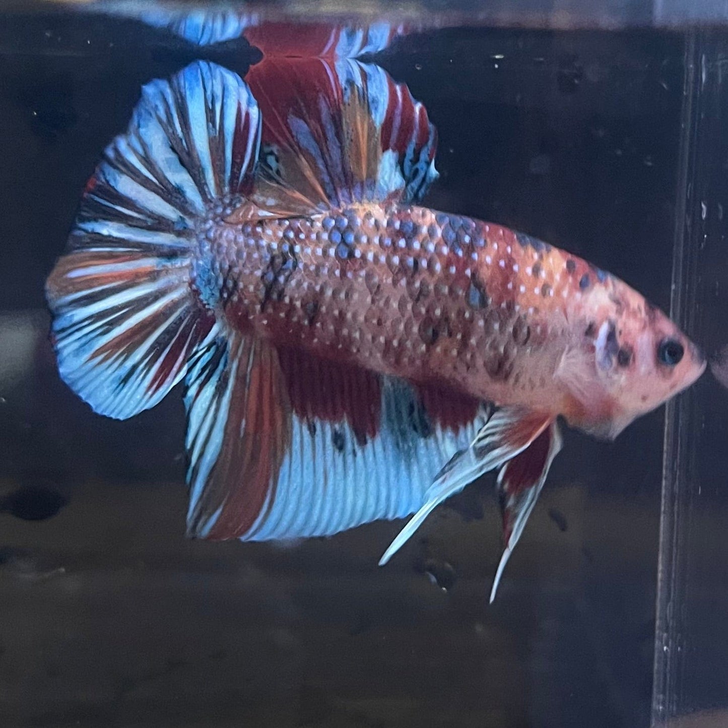 the-fish-farm Premium Male Betta Giant Plakat Multi-Coloured Male Betta - One Only - 4 Buy this Giant Plakat Multi-Coloured Male Betta - One Only - 1 in Australia