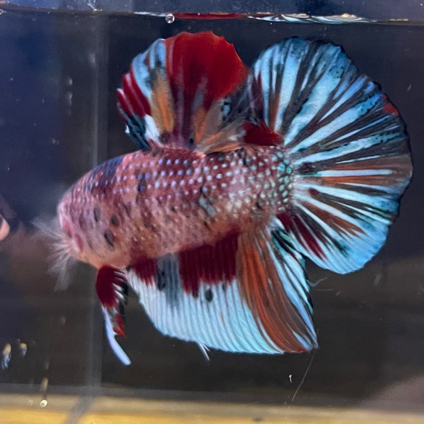 the-fish-farm Premium Male Betta Giant Plakat Multi-Coloured Male Betta - One Only - 4 Buy this Giant Plakat Multi-Coloured Male Betta - One Only - 1 in Australia