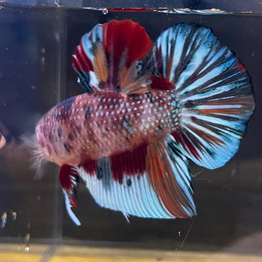 the-fish-farm Premium Male Betta Giant Plakat Multi-Coloured Male Betta - One Only - 4 Buy this Giant Plakat Multi-Coloured Male Betta - One Only - 1 in Australia