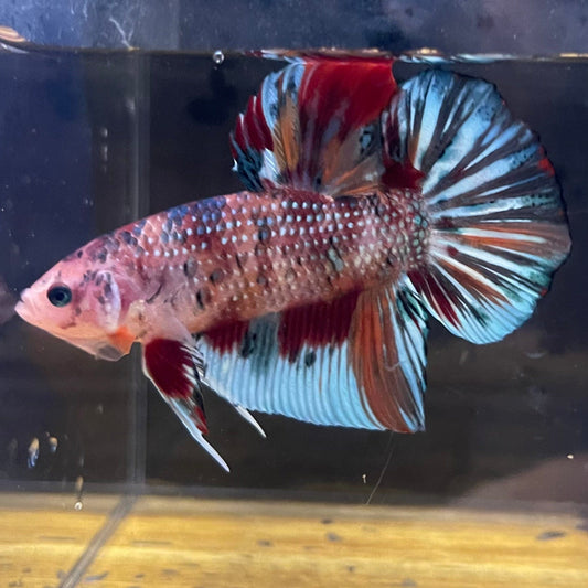 the-fish-farm Premium Male Betta Giant Plakat Multi-Coloured Male Betta - One Only - 4 Buy this Giant Plakat Multi-Coloured Male Betta - One Only - 1 in Australia