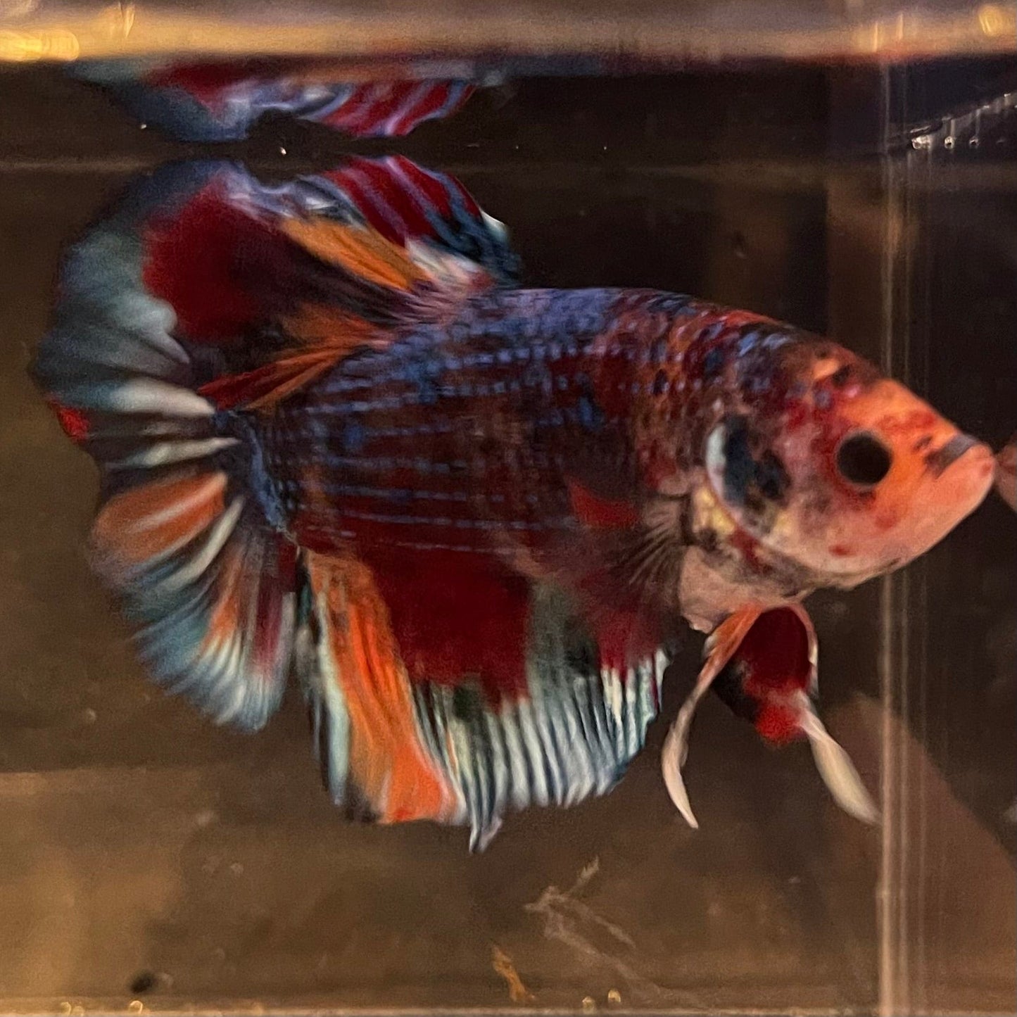 the-fish-farm Premium Male Betta Giant Plakat Multi-Coloured Male Betta - One Only - 4 Buy this Giant Plakat Multi-Coloured Male Betta - One Only - 4 in Australia